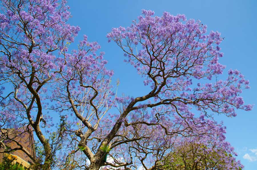 jacaranda_tree